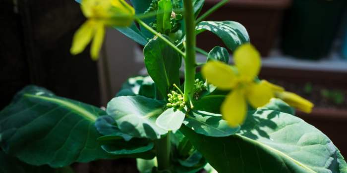 Brussel Sprout Plant Flowering A Comprehensive Guide