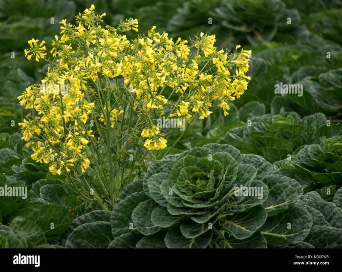 Brussel sprout plant flowering