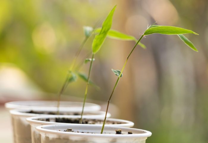 How deep do you plant bamboo seeds