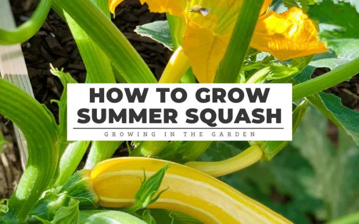 How deep do i plant squash seeds