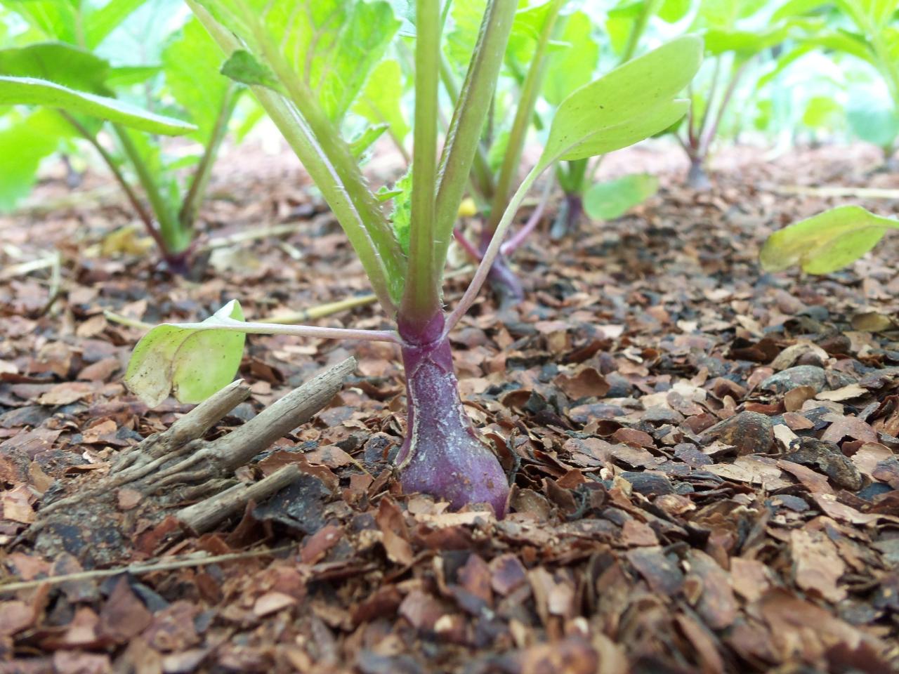 How Deep Plant Radish Seeds?