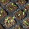 How Deep Plant Pepper Seeds A Gardeners Guide