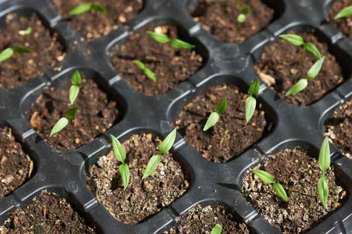 How Deep Plant Pepper Seeds A Gardeners Guide