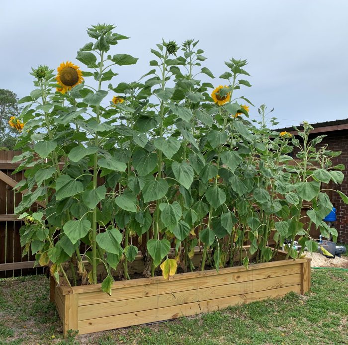 How best to plant sunflower seeds