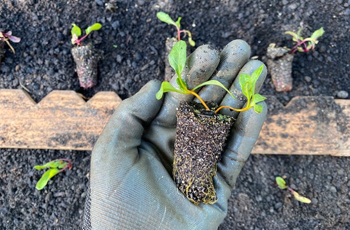 Beets seeds grow growth beetroots oversee plants step fabhow number