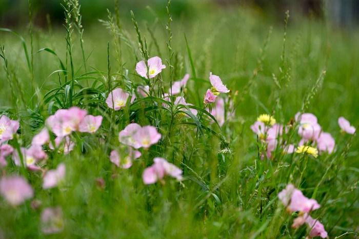 How deep do you plant wildflower seeds