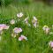 How and When to Plant Wildflower Seeds