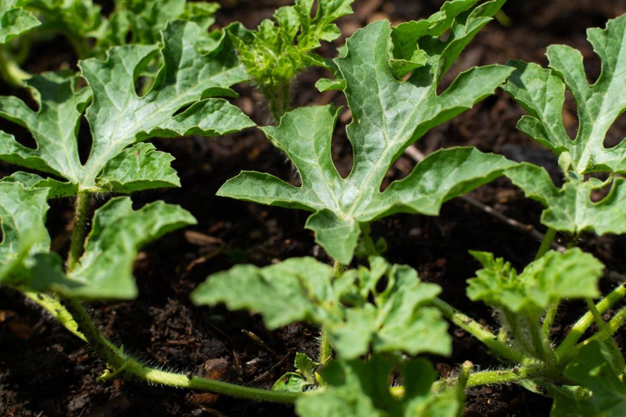 How Deep Should Watermelon Seeds Be Planted?