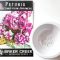 How Deep Do You Plant Petunia Seeds?