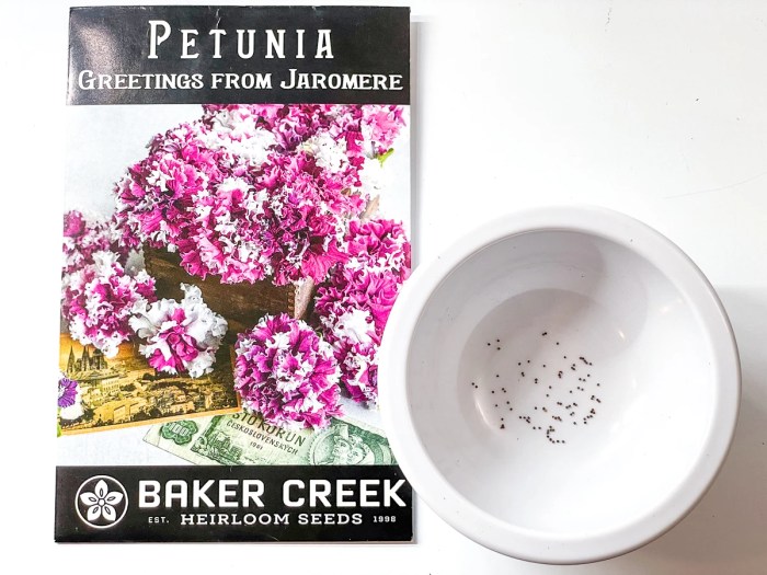 How deep do you plant petunia seeds