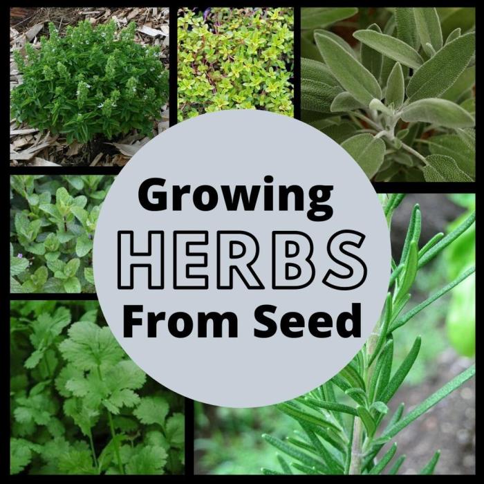 How deep do you plant herb seeds