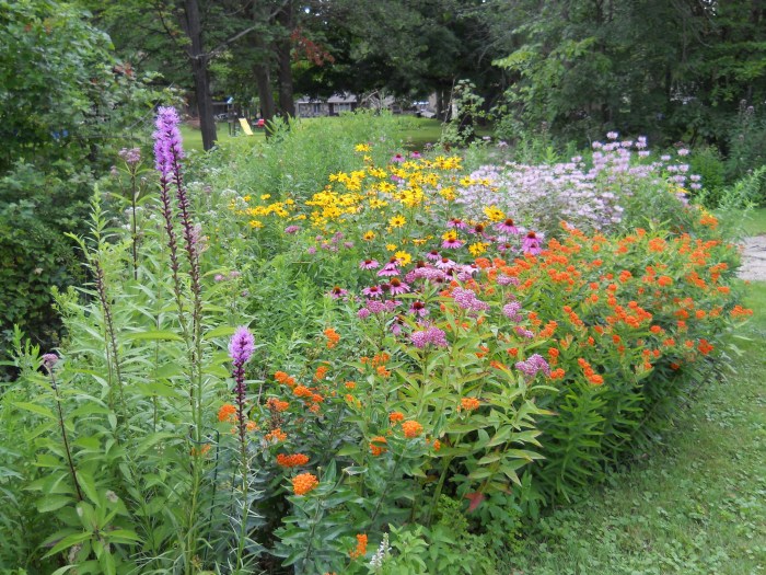 How and when to plant wildflower seeds