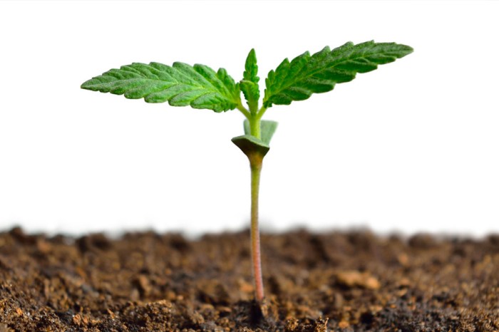 How Deep Should Seeds Be Planted?