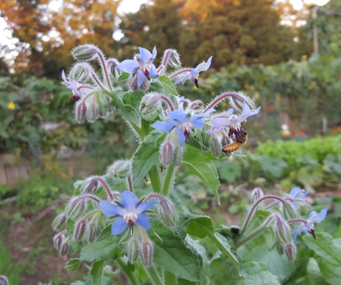 Borage oil seed organic borago officinalis