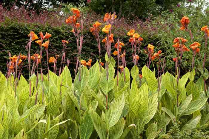 How deep do i plant canna seeds