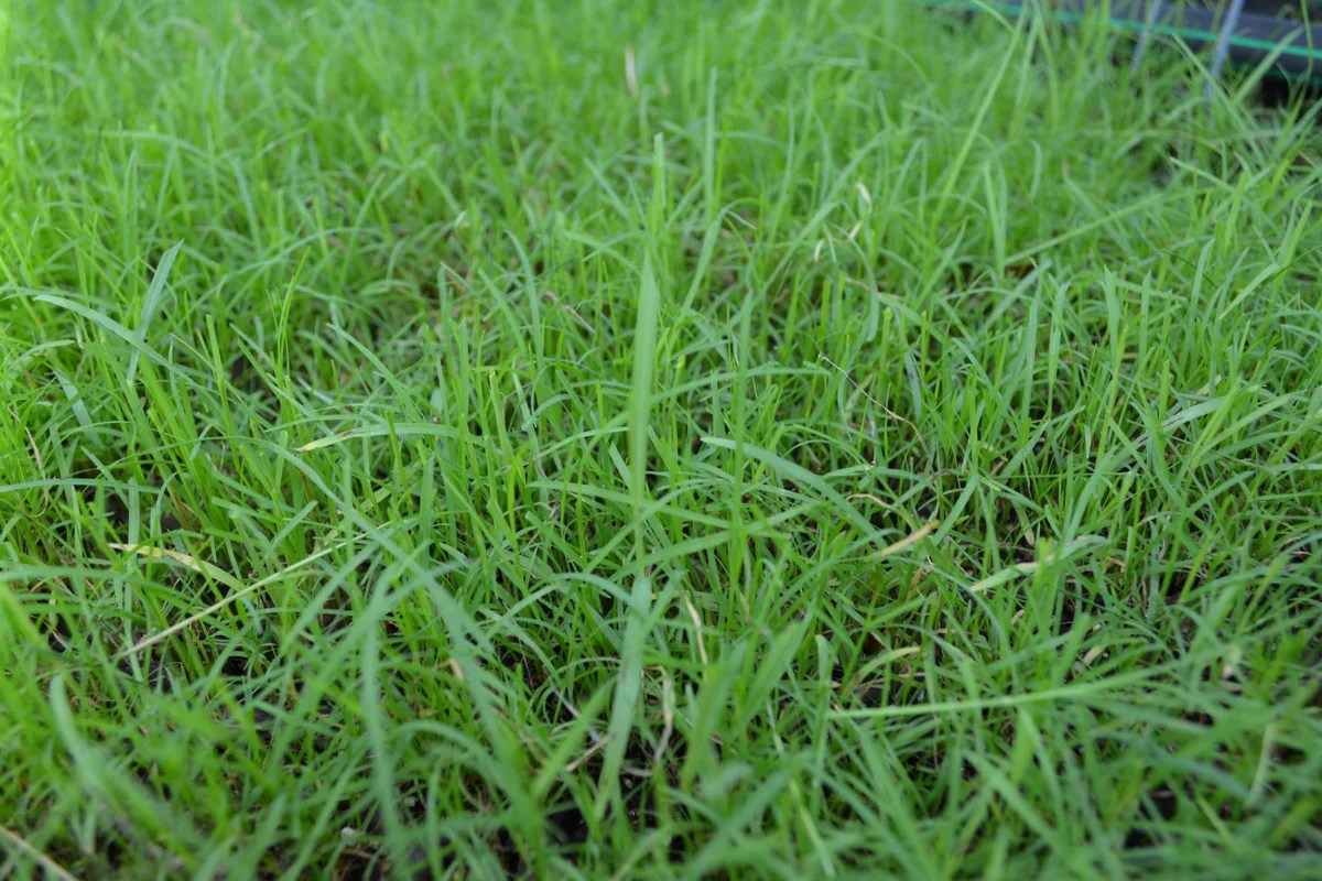 How and when to plant bermuda grass seed