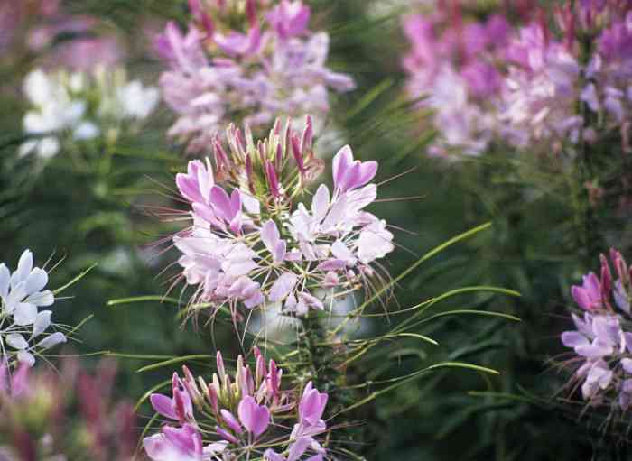 How deep do you plant cleome seeds