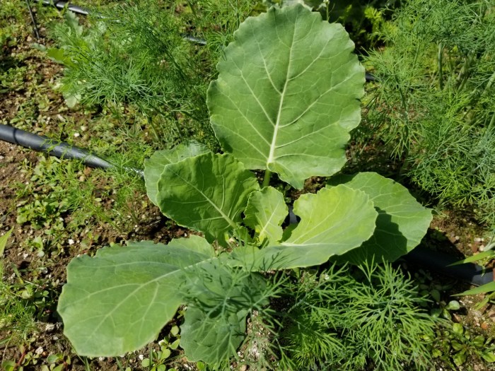 How deep do you plant collard seeds