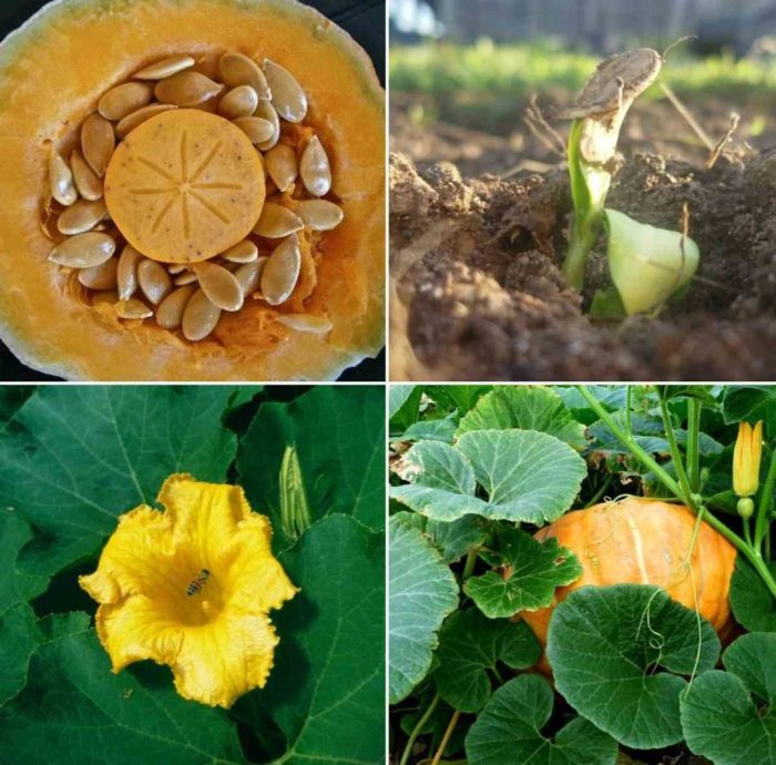 How deep plant pumpkin seeds