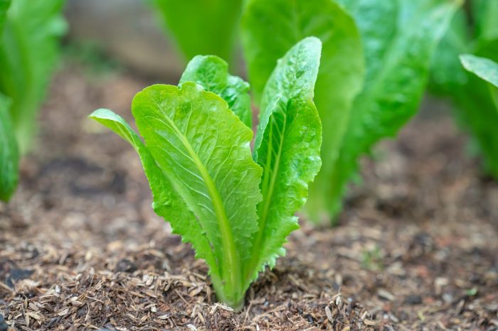 How deep do i plant lettuce seeds