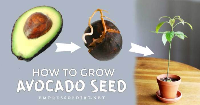 How can you plant an avocado seed