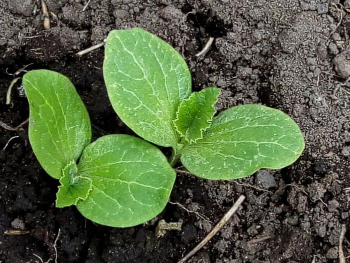 How deep plant pumpkin seeds