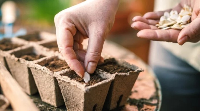 Does whole foods sell seeds for planting