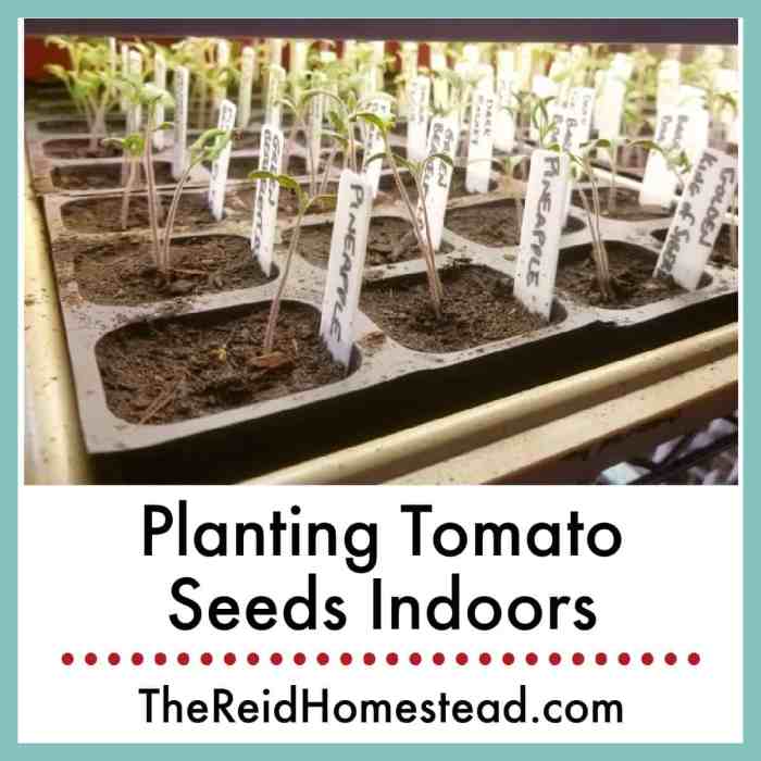 How and When to Plant Tomato Seeds