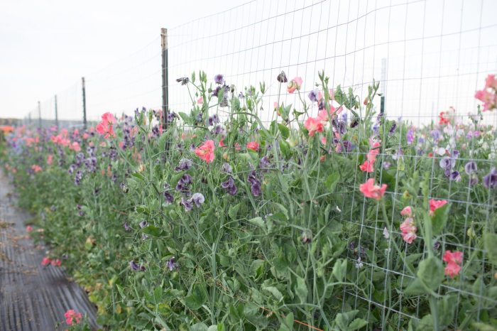 How Deep Do You Plant Sweet Pea Seeds?