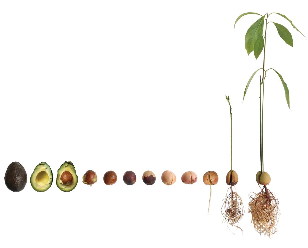 How Can You Plant an Avocado Seed?