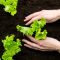 How Deep Plant Lettuce Seeds A Gardeners Guide