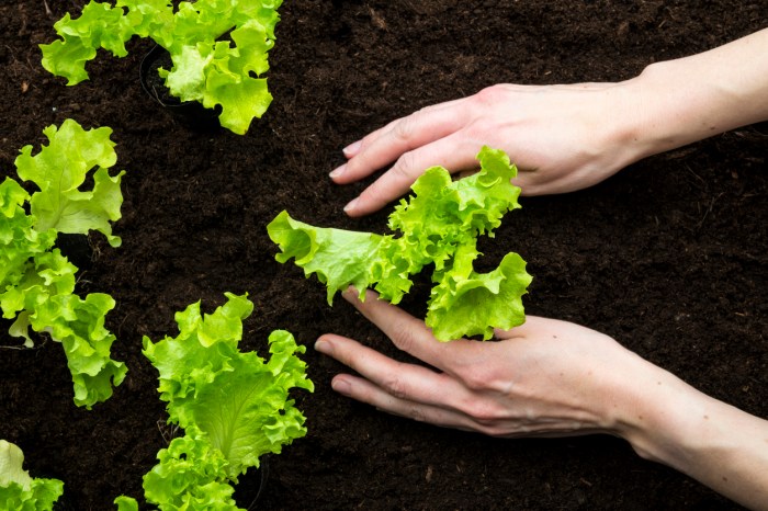 How Deep Plant Lettuce Seeds A Gardeners Guide