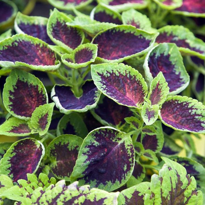 How deep do you plant coleus seeds