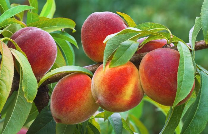 How and when to plant a peach seed