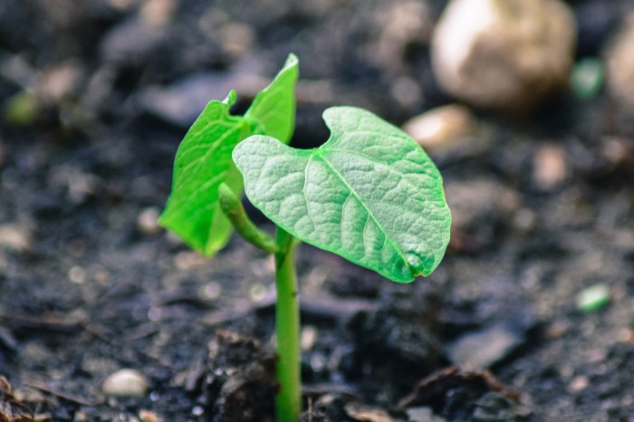 How deep do i plant green bean seeds