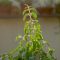 Does Tulsi Plant Grow From Seeds?