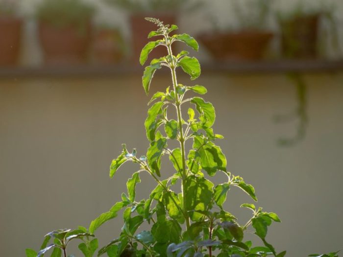 Does Tulsi Plant Grow From Seeds?