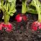 How Deep Should Radish Seeds Be Planted?