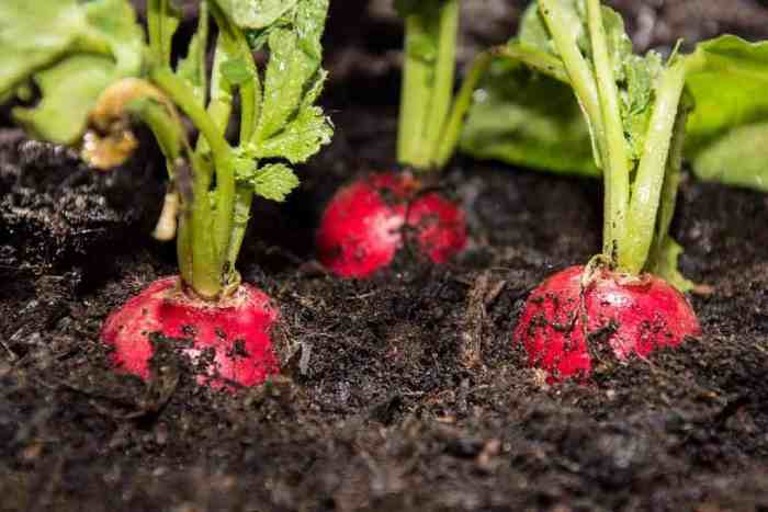 How Deep Should Radish Seeds Be Planted?