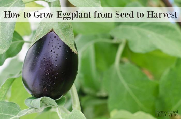 How deep do you plant eggplant seeds