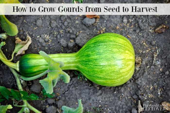 How deep do you plant gourd seeds