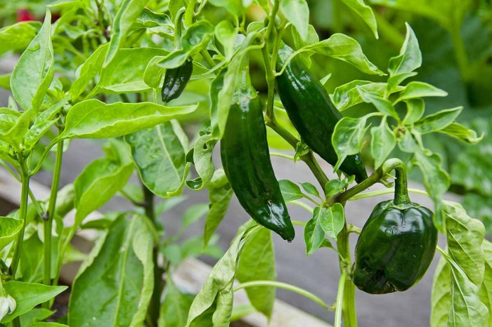 Grow seed peppers