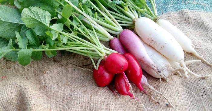 How Deep Do I Plant Radish Seeds?