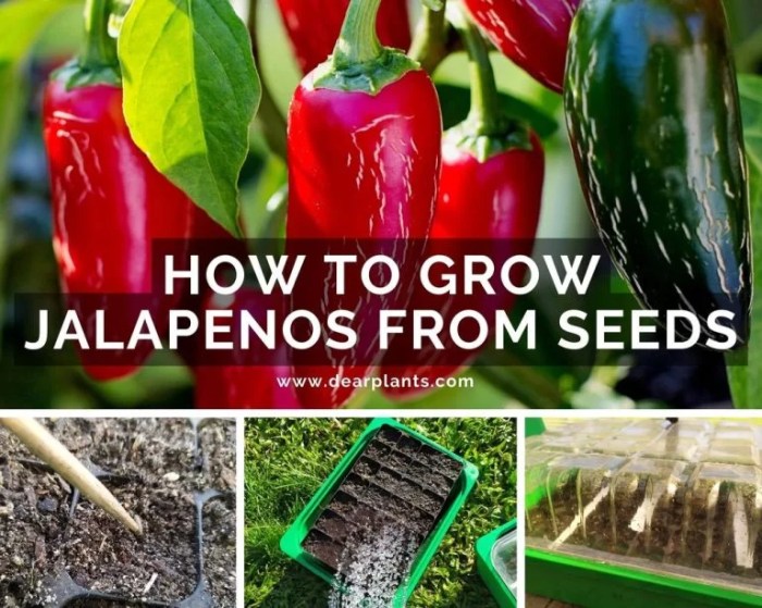 Grow jalapenos 123rf tipsbulletin