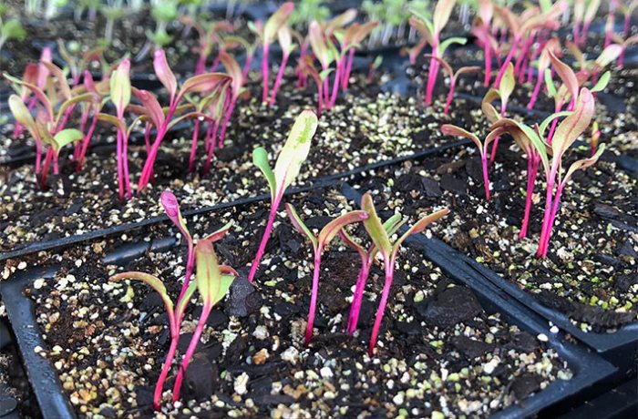 How Deep Do You Plant Beet Seeds?