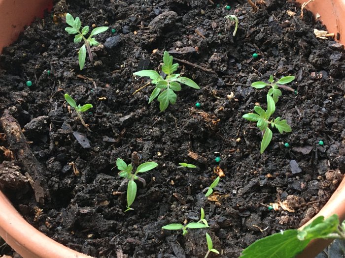 How deep should i plant my tomato seeds