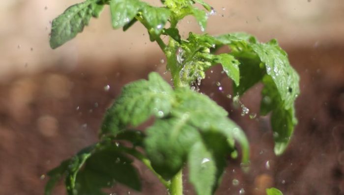 How deep to plant bonsai seeds