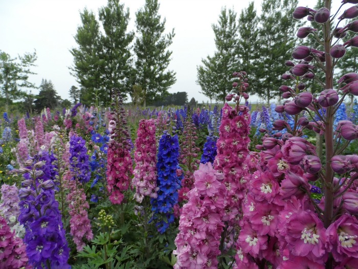 How deep do you plant delphinium seeds