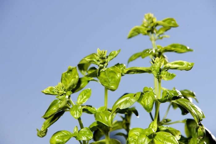 Does tulsi plant grow from seeds