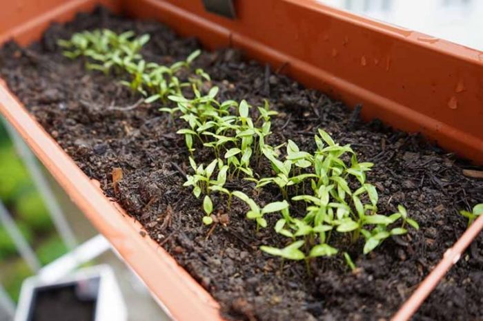 How Deep Do You Plant Parsley Seeds?